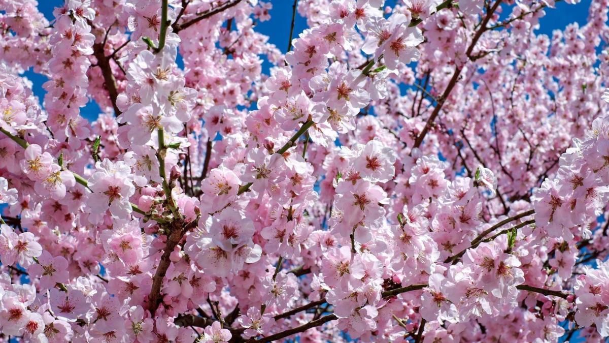 Itt a tavasz és vele együtt a cseresznyefa virágzás!